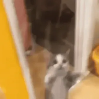 🎈 dca3cba0 猫, 面白い, 動物, 家畜, ペット telegram sticker