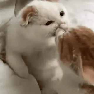 🎈 e52cdc3b 猫, 子猫, 動物, ペット, かわいい, 遊び好き, 交流, 家畜 telegram sticker