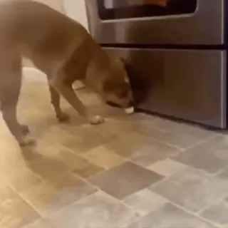 🎈 f308113d 犬, ペット, 室内, 床, ペット telegram sticker