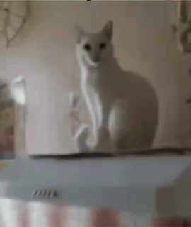 🤝 0c0fe97a cat, white cat, animal, pet, domestic animal telegram sticker