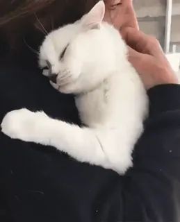 🤗 104c973b cat, sleeping, pet, animal, cute, white cat telegram sticker