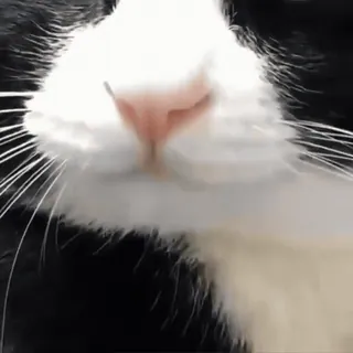 👅 13f3e3f7 cat, pet, animal, feline, black and white telegram sticker