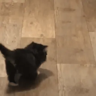 🚶 1ff68ca5 cat, kitten, pet, black cat, animal, domestic animal telegram sticker