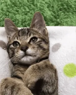 💓 2c70991c cat, kitten, cute, animal, pet, domestic cat, tabby cat telegram sticker