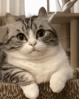 ❔ 4d334a90 cat, pet, animal, cute, domestic cat, feline telegram sticker