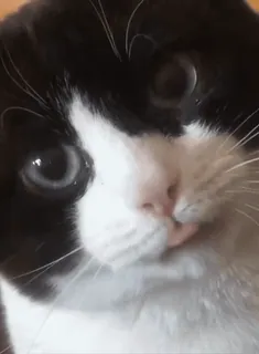 👅 5be8a097 cat, animal, pet, black and white, cute telegram sticker