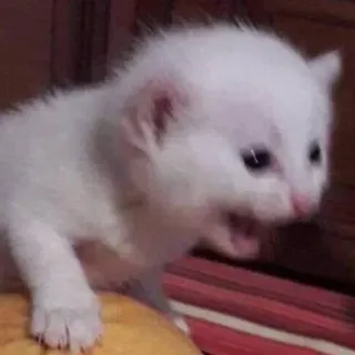 🤬 71d09b4a kitten, cat, animal, cute, pet, white telegram sticker