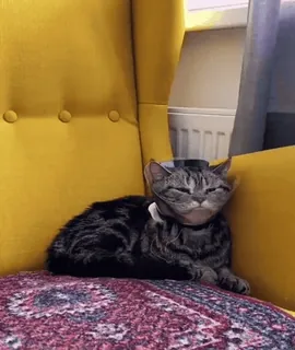 😔 771e5809 cat, animal, kitten, pet, cute, domestic cat, hat, bowtie telegram sticker