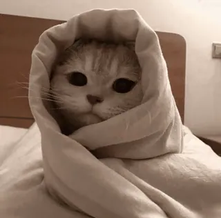 😔 7a082dad cat, blanket, cute, animal, pet, wrapped telegram sticker