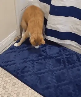 🪄 a531237f cat, pet, animal, domestic cat, orange cat, bath mat telegram sticker