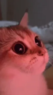 ❤ aa79fe63 cat, animal, pet, cute, domestic, mammal telegram sticker