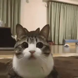 👀 c6ba5278 cat, animal, pet, cute, domestic, feline telegram sticker