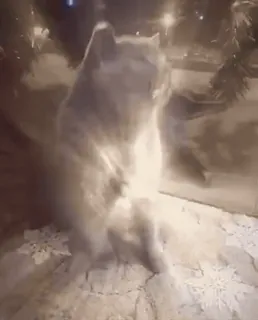 🔮 ce0bbeab cat, animal, snow, winter, cute telegram sticker