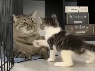 👊 dcadef08 cat, kitten, animals, cute, pet, domestic animal telegram sticker