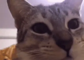 🗿 fa889b36 cat, animal, domestic cat, pet, kitten, feline telegram sticker