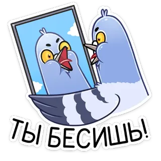 😡 20771dd6 ТЫ БЕСИШЬ! uccello, piccione, specchio, cartone animato, seccato, arrabbiato telegram sticker