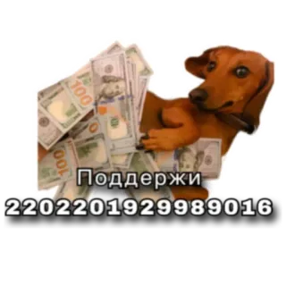 🥺 556174d7 Поддержи
2202201929989016 cachorro, dinheiro, apoio, dachshund, dinheiro, notas de cem dólares telegram sticker
