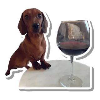 🍷 81986256 cão, dachshund, vinho, vinho tinto, animal de estimação, animal telegram sticker