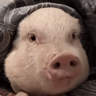 😄 06ccca5c Schwein, Tier, süß, Haustier, Nutztier, Haustier telegram sticker