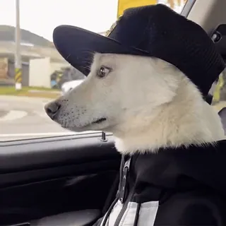 😎 0bffeaea Hund, Tier, Hut, Hoodie, Auto, Haustier, Weißer Hund telegram sticker