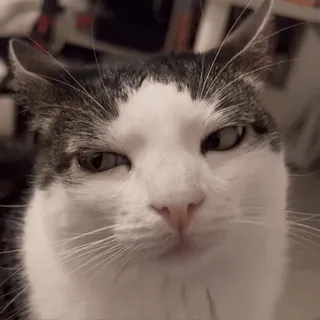 😑 0db95560 Katze, Tier, Haustier, Hauskatze, lustig, Meme telegram sticker