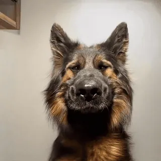 🙃 1d4e5939 Hund, Tier, Haustier, Schäferhund, süß, lustig telegram sticker