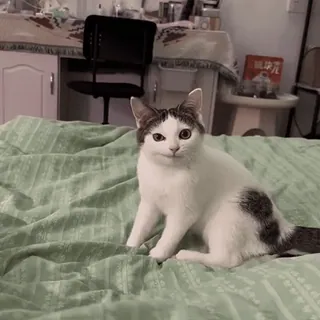 😼 2b6f0221 Katze, Haustier, Tier, Hauskatze, Weiße Katze telegram sticker