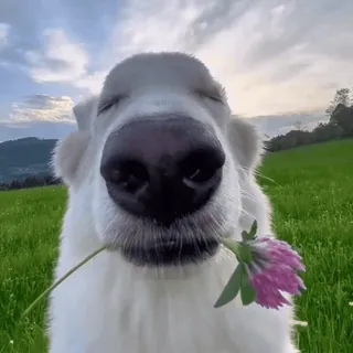 🍀 31d3ebd8 Hund, Klee, Tier, süß, Haustier, weißer Hund, Blume, fröhlich telegram sticker