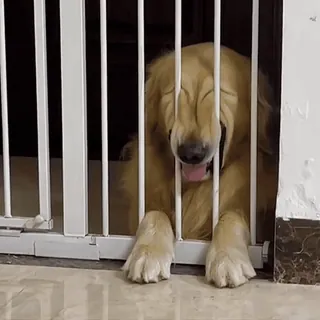 😝 3343c74f Hund, Golden Retriever, Haustier, Tier, Käfig, lustig, fröhlich, süß telegram sticker