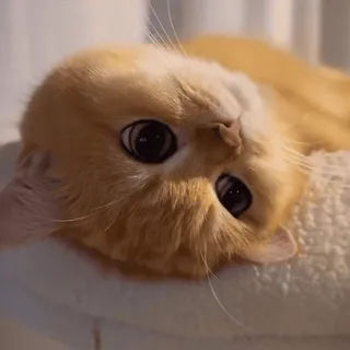 🙃 346c3849 Katze, Haustier, Tier, süß, Hauskatze, Katzenartig, Säugetier telegram sticker