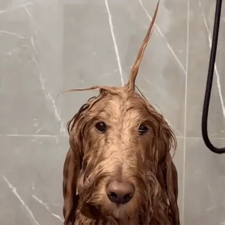 🦄 382c8e3a Hund, nasser Hund, Bad, Goldendoodle, Haustier, Tier, süß, Dusche telegram sticker