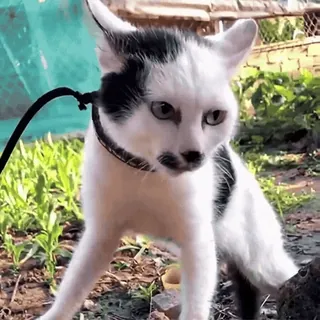 😡 3dae72a2 Katze, Haustier, Haustier, Schwarzweiß, Leine telegram sticker