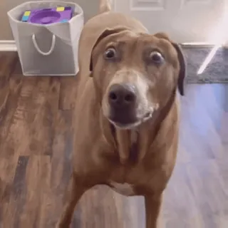 😨 3ebb6e10 Hund, Tier, Haustier, Augen, süß, zahm telegram sticker