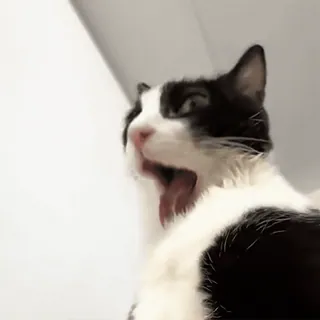 👅 410b3175 Katze, Haustier, Tier, Tuxedo Katze, Haustier, Katzenartig telegram sticker