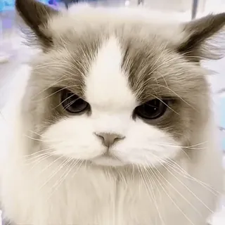 😠 55c5504f Katze, wütend, Katze, Haustier, Tier, mürrisch, süß telegram sticker