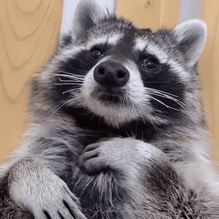 😽 55f834e9 Waschbär, Tier, niedlich, Wildtier, Säugetier, fellartig telegram sticker