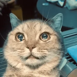 😭 58e9cb72 Katze, Tier, Meme, süß, Haustier, lustig, traurig telegram sticker