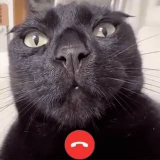 𝐚𝐧𝐢𝐦𝐚𝐥𝐬 #𝟑 | @IIDRM telegram stickers