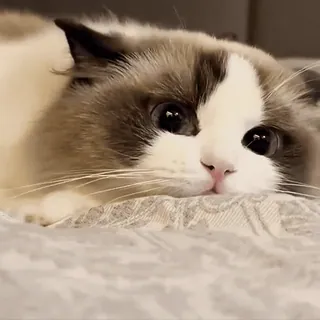 😻 5e8115f2 Katze, Kätzchen, süß, Tier, Haustier, Hauskatze telegram sticker