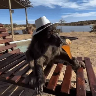 🏖️ 67facb04 Affe, Hut, Getränk, Urlaub, Entspannung, Tier, Lustig telegram sticker