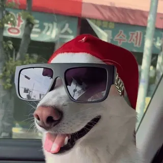 😎 68eaf494 Hund, Sonnenbrille, Hut, Tier, Haustier, cool telegram sticker