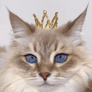 👸 750ec048 Katze, Krone, Tier, Haustier, süß, Prinzessin, Kätzchen, königlich telegram sticker