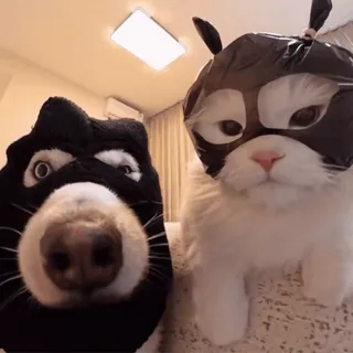 🥸 9779e9f5 Katze, Hund, Haustier, Tier, Maske, Kostüm telegram sticker