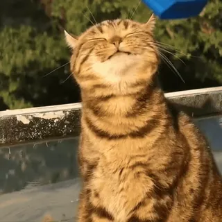 😊 9b69224d Katze, Tier, glücklich, Haustier, niedlich, häuslich, Katzenartig telegram sticker