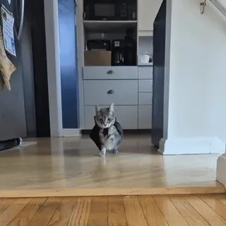 🦸‍♂️ ac7af106 Katze, Haustier, Tier, Kätzchen, Hauskatze, Katze telegram sticker