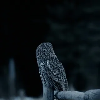 😠 b0da6d06 Eule, Vogel, Wildtier, Natur, Tier, Nacht, Bartkauz, nachtaktiv telegram sticker