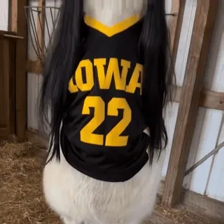 𝐚𝐧𝐢𝐦𝐚𝐥𝐬 #𝟑 | @IIDRM telegram stickers