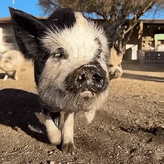 💃 b335545a Schwein, Tier, Nutztier, süß, Minischwein, Haustier telegram sticker