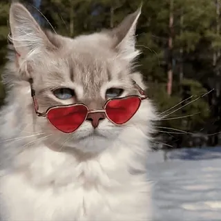 😎 bc16847a Katze, Brille, Sonnenbrille, herzförmig, Haustier, Tier, süß telegram sticker