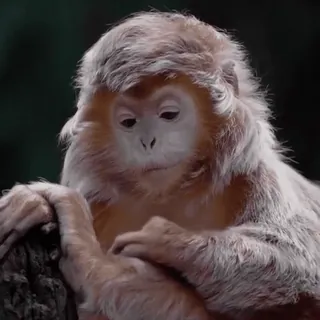 🤔 cac59b40 Affe, Tier, Wildtier, Primaten telegram sticker